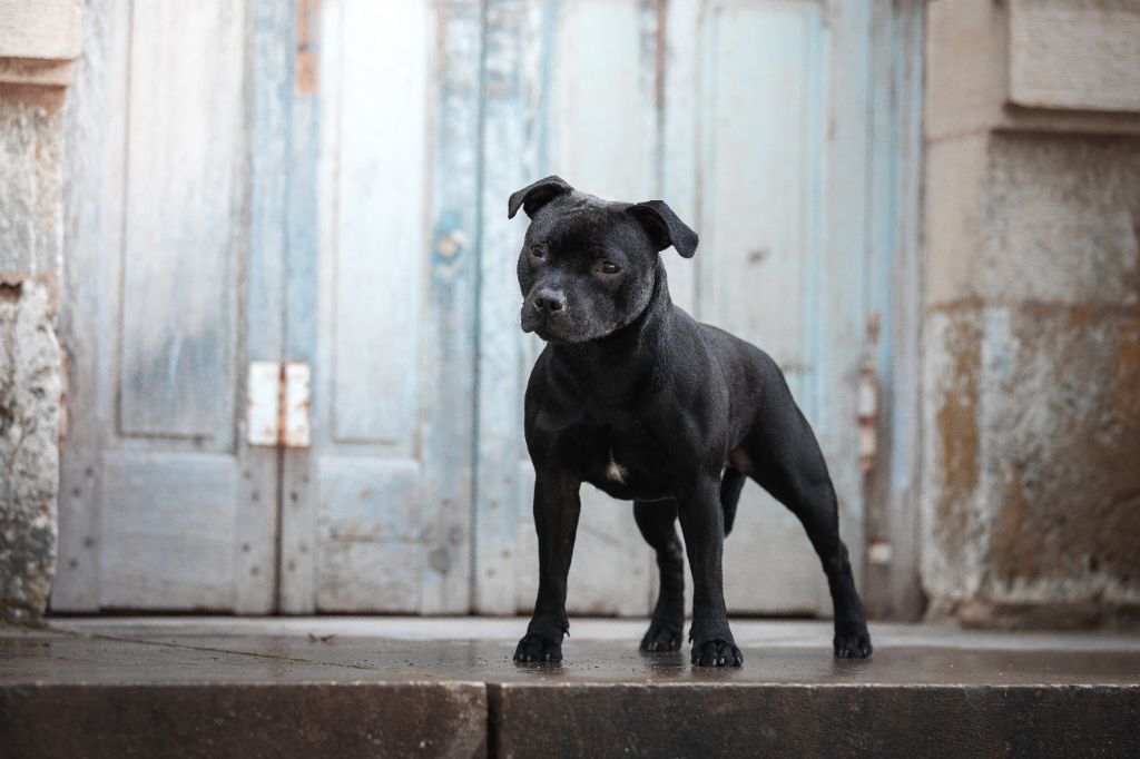 Bullspirit - Brooklyn pose pour la SCC