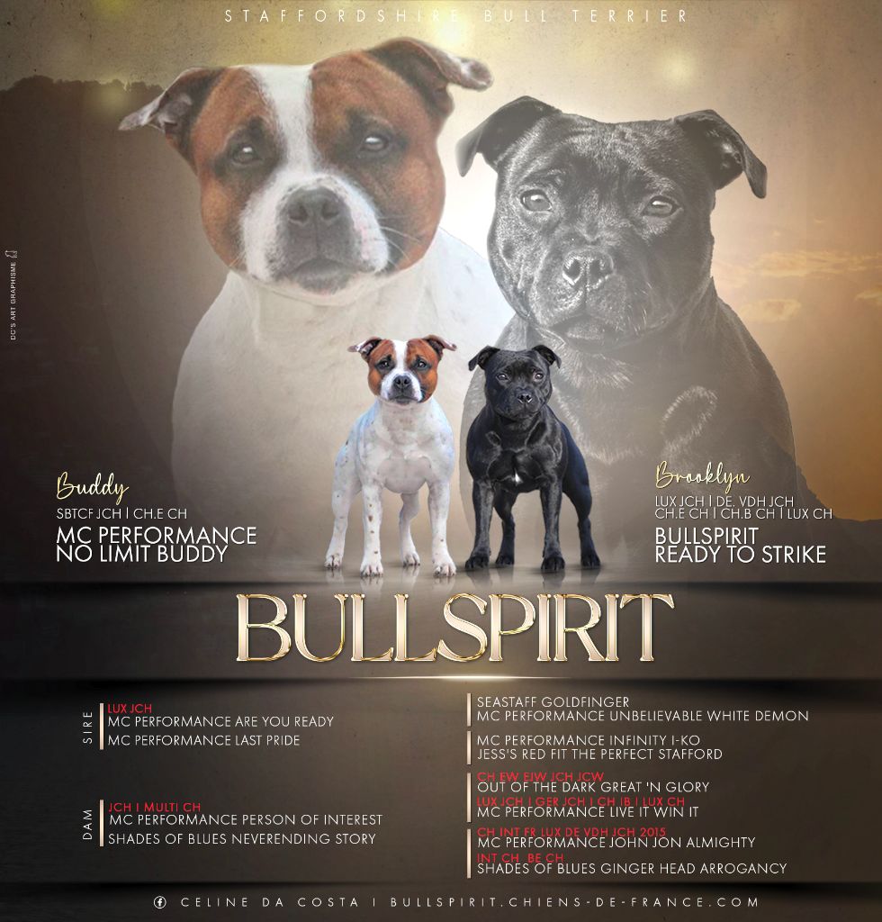 chiot Staffordshire Bull Terrier Bullspirit