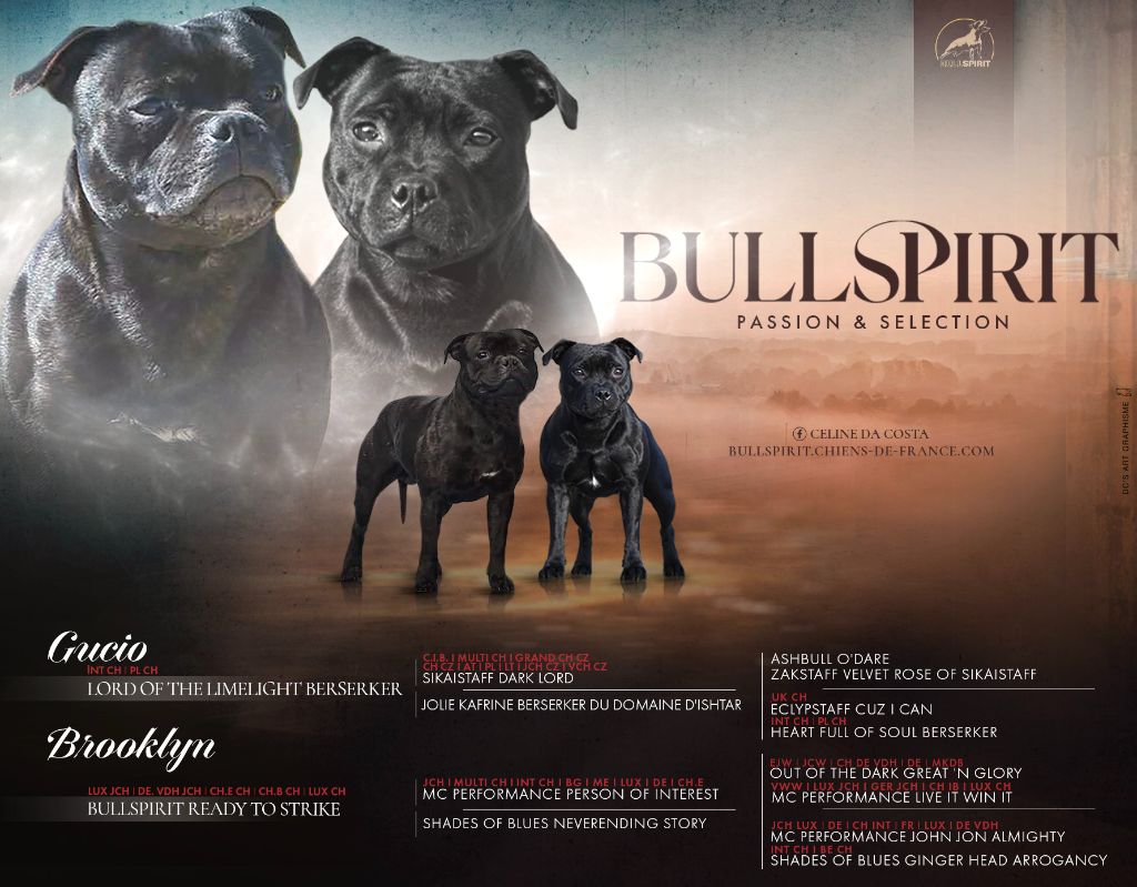 Chiot Staffordshire Bull Terrier Bullspirit