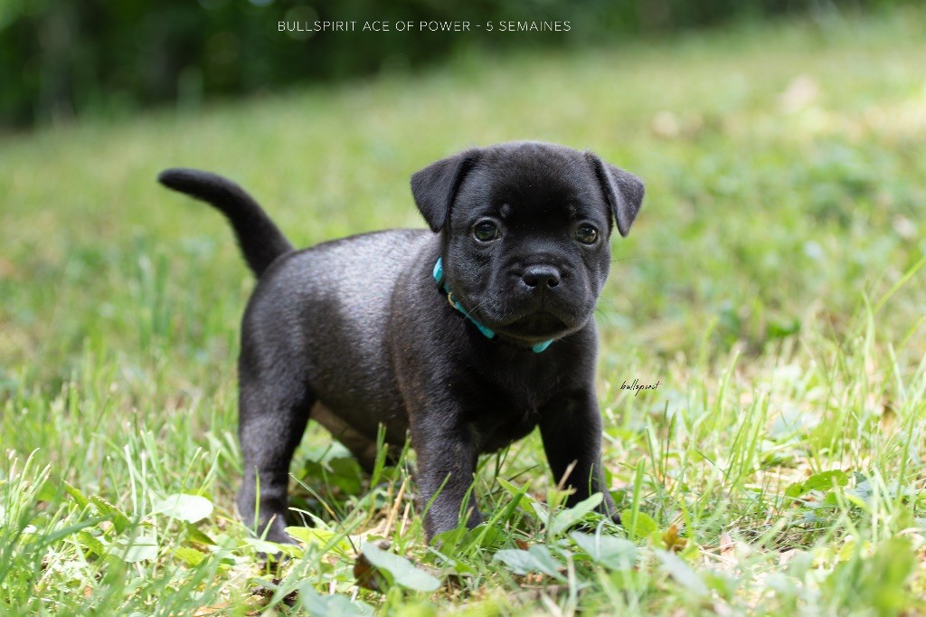 Bullspirit - Chiots disponibles - Staffordshire Bull Terrier