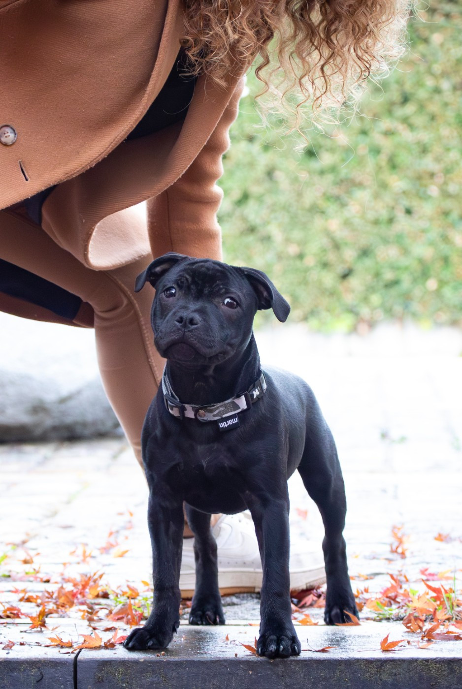 Bullspirit - Chiots disponibles - Staffordshire Bull Terrier