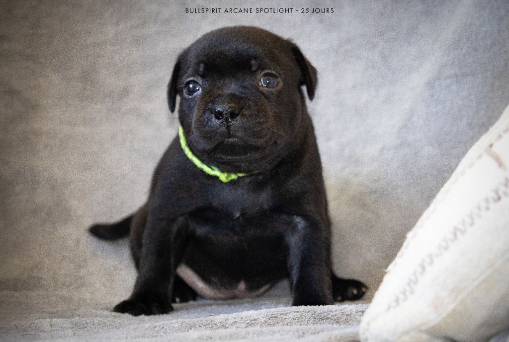 Bullspirit - Chiots disponibles - Staffordshire Bull Terrier