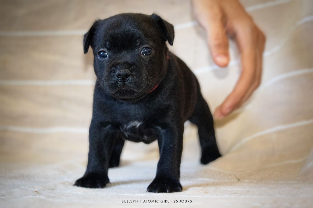 Bullspirit - Chiots disponibles - Staffordshire Bull Terrier