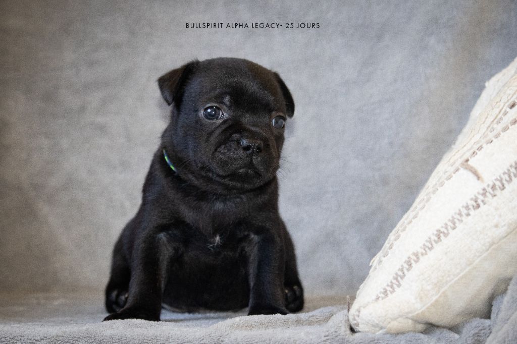 Bullspirit - Chiots disponibles - Staffordshire Bull Terrier