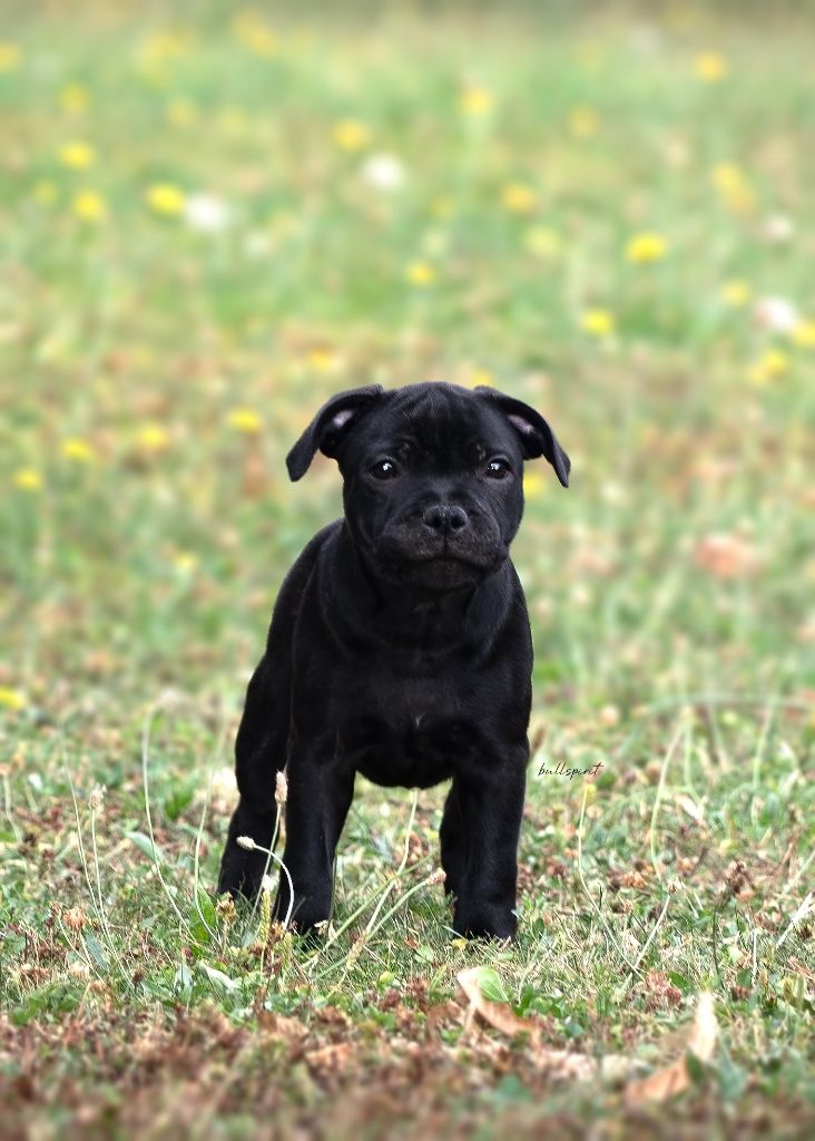 Bullspirit - Chiots disponibles - Staffordshire Bull Terrier