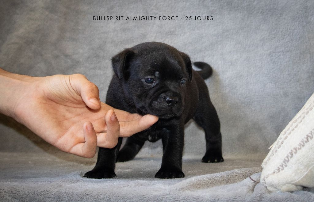 Bullspirit - Chiots disponibles - Staffordshire Bull Terrier