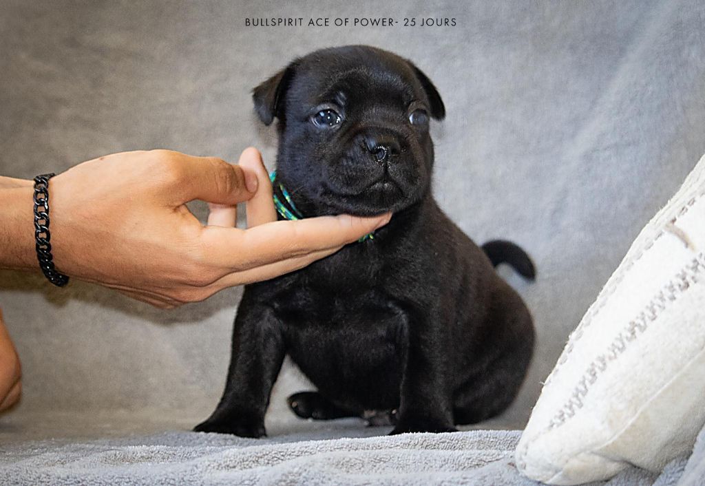Bullspirit - Chiots disponibles - Staffordshire Bull Terrier